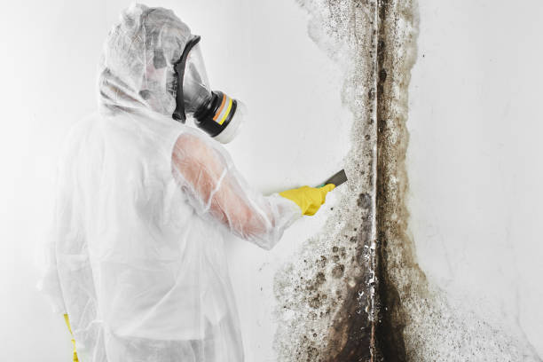 Best Certified Mold Removal  in Delphi, IN