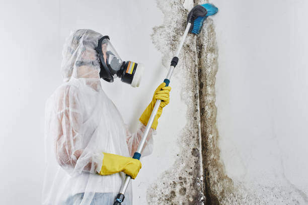 Best Toxic Mold Removal  in Delphi, IN