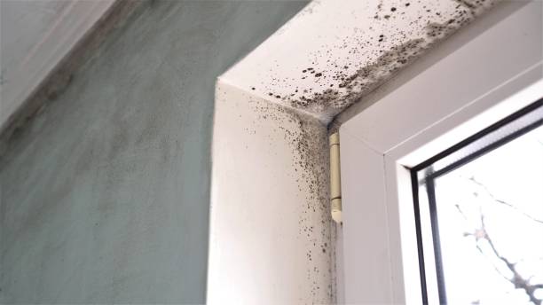 Best Attic Mold Removal  in Delphi, IN