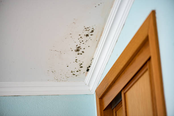 Best Attic Mold Removal  in Delphi, IN