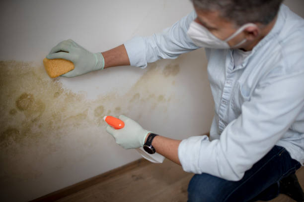 Best Mold Remediation Experts  in Delphi, IN