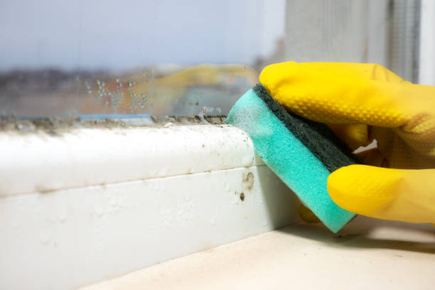 Best Mold Testing and Removal  in Delphi, IN