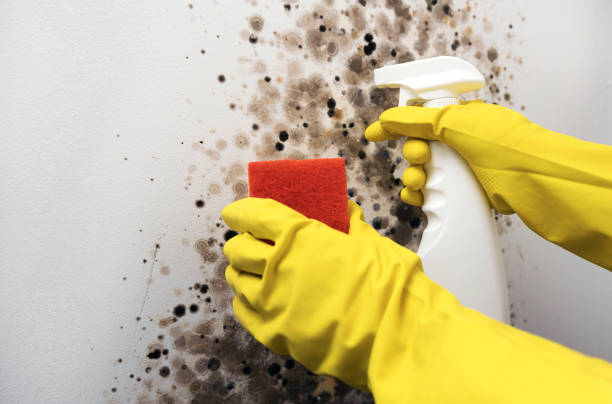 Best Mold Cleaning Services  in Delphi, IN