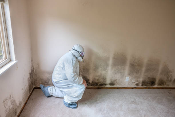 Best Commercial Mold Removal  in Delphi, IN