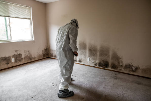 Professional Mold Removal in Delphi, IN